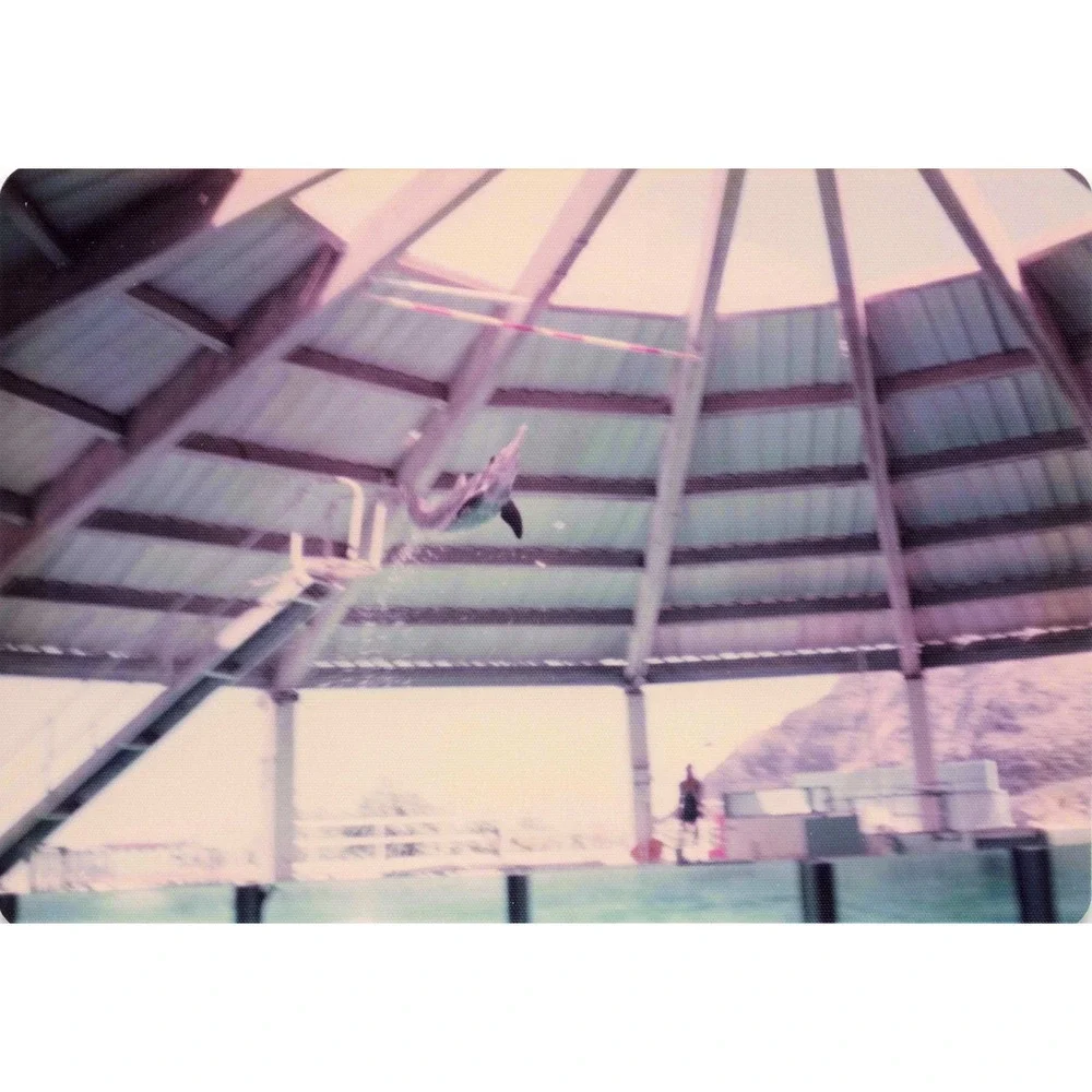 Vintage 1970s Sea Life Park Hawaii Dolphin Seal Show Lot of 6 Photos 3.5x5 - Picture 5 of 6